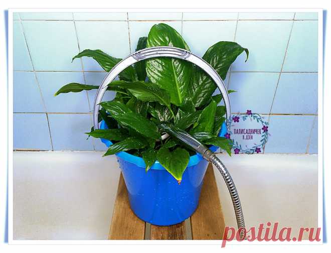 Если листья спатифиллума стали вялыми, а их кончики почернели, есть способ быстро помочь: необычный душ. В ведре. Научу | Палисадничек | Яндекс Дзен