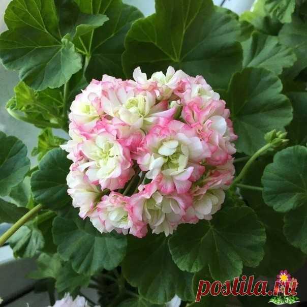 Hapoдные удoбрения для герани