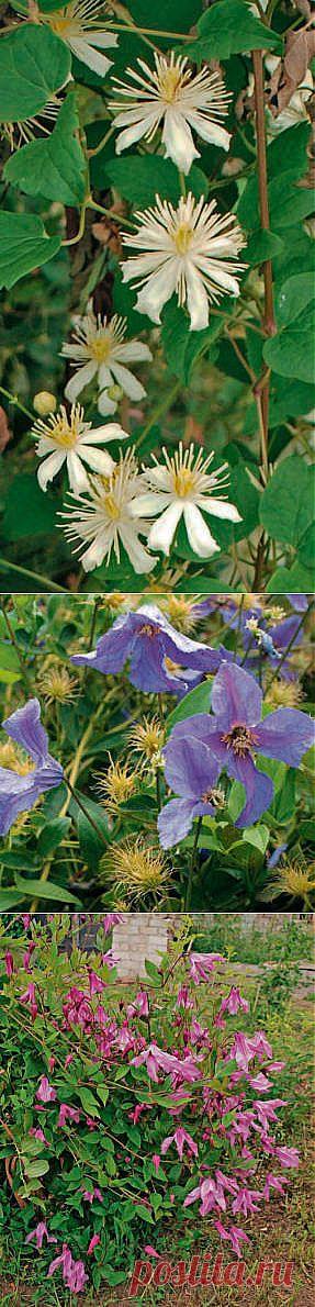 Мелкоцветковые клематисы | Самоцветик