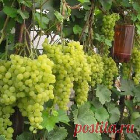 Виноград Алешенькин - купить саженцы из питомника, цена в Нижнем Новгороде