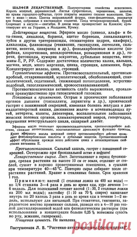 Шалфей лекарственный