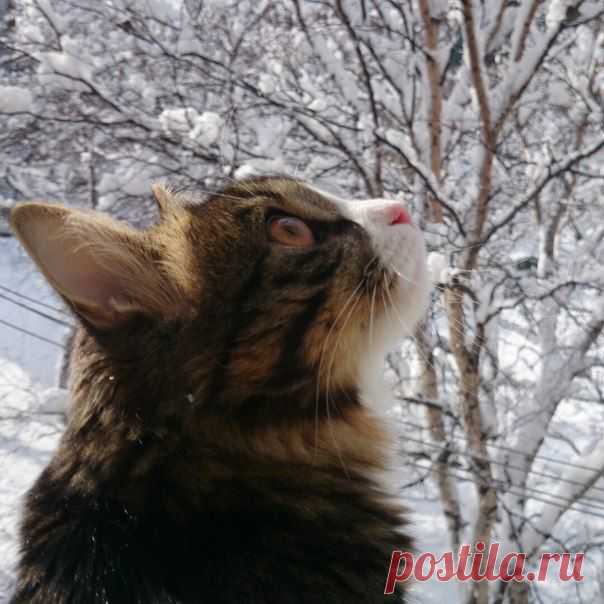 Семён