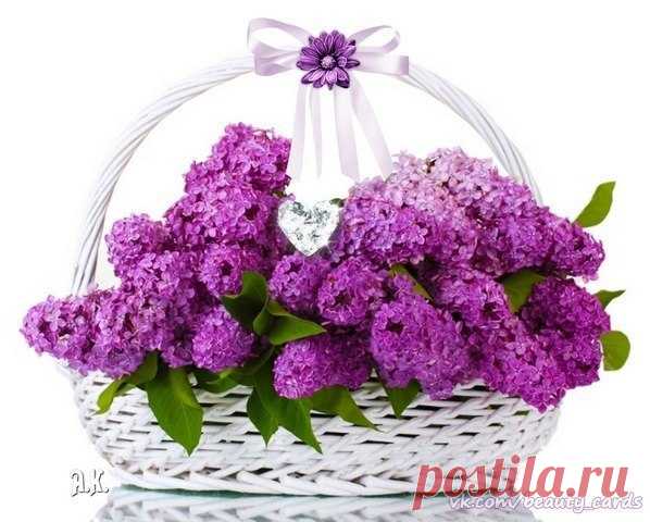 СИРЕНЬ ЦВЕТЕТ.
Почему живописцы сирени верны?
Потому что оттенков на каждого хватит.
Если молоды вы, если вы влюблены -
Вам сирень теплотой розоватою платит.
Если вы аскетичны, суровы чуть-чуть,
Синь холодная веток вас к жизни пробудит.
Если чувства кипят, и волнуется грудь,
Хлопья белой сирени румянец остудят.
Нет скромнее и проще малюток-цветков,
Но, сливаясь в пьянящие, вольные кисти,
Унося от обыденной жизни оков,
Нас влекут за собой в недоступные выси...