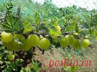 КАК ПРАВИЛЬНО УХАЖИВАТЬ ЗА КРЫЖОВНИКОМ? 9 полезных советов

1. При посадке на кустах крыжовника оставляют до листопада не менее трех самых сильных побегов, а слабые вырезают до основания. После листопада куст обрезают, оставляя на побегах по три—четыре почки. К следующему году от основания куста (при углубленной посадке) и из оставленных почек вырастают хорошие побеги, из которых оставляют 5—6 самых сильных.

2. Ветви крыжовника обильно плодоносят до 6–7 летнего возраста. ...