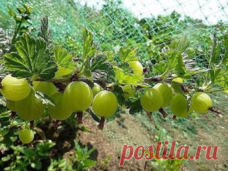 КАК ПРАВИЛЬНО УХАЖИВАТЬ ЗА КРЫЖОВНИКОМ? 9 полезных советов

1. При посадке на кустах крыжовника оставляют до листопада не менее трех самых сильных побегов, а слабые вырезают до основания. После листопада куст обрезают, оставляя на побегах по три—четыре почки. К следующему году от основания куста (при углубленной посадке) и из оставленных почек вырастают хорошие побеги, из которых оставляют 5—6 самых сильных.

2. Ветви крыжовника обильно плодоносят до 6–7 летнего возраста. ...