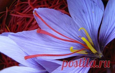 Шафран — полезные свойства