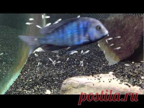 Cyrtocara moorii (или голубой дельфин) - Мой уважаемый читатель, начну свою статью традиционным вздохом сожаления, потому как  в просторах Узнета информация таком популярном и широко распространённом представителе  цихлид озера Малави, как  Cyrtocara moorii,  представлена слабо, либо имеет устаревший характер.
 
Давайте начнем рассказ о Cyrtocara moorii (или голубой дельфин) с краткого экскурса в историю этого вида.