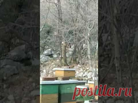 #лес #горы #косуля у дома
