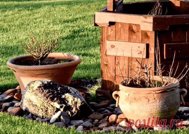 Календарь сезонных работ в саду: декабрь - Planetalsad