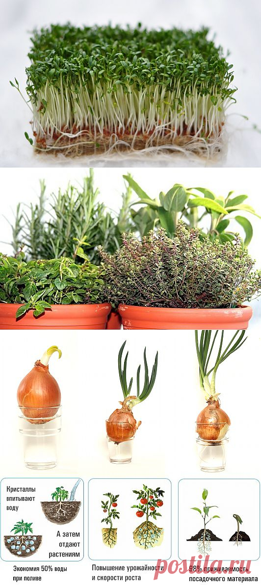 Как вырастить пряные травы и зелень зимой на подоконнике | МОЯ КВАРТИРА