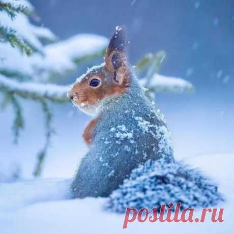 Белка