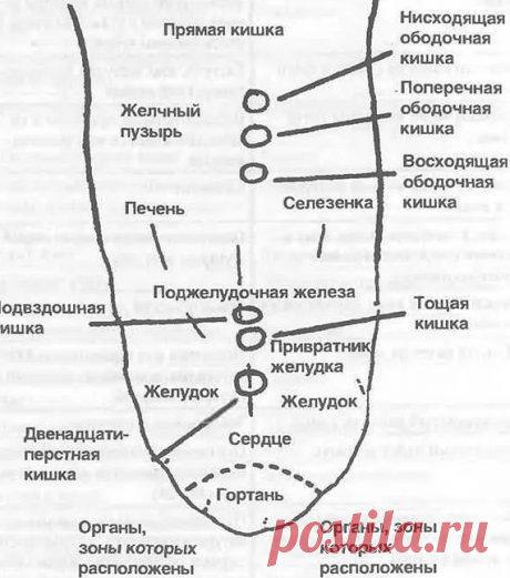 Как распознать болезни внутренних органов по языку: советы от специалистов