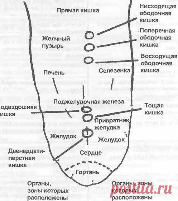 Как распознать болезни внутренних органов по языку: советы от специалистов