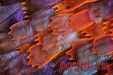 Конкурс фотографии «Olympus BioScapes Imaging Competition 2012» на Readmas.ru