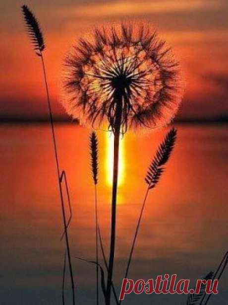 Чтобы насладиться восходом солнца, надо полюбоваться зарей.