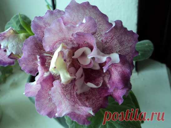 Одноклассники