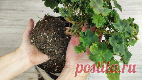 МАЛО КТО ЗНАЕТ ЧТО ГЕРАНЬ ОСЕНЬЮ ОМОЛАЖИВАЮТ ТОЛЬКО ТАКИМ СПОСОБОМ! | 60 Соток в Сибири | Дзен