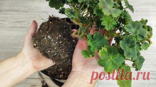 МАЛО КТО ЗНАЕТ ЧТО ГЕРАНЬ ОСЕНЬЮ ОМОЛАЖИВАЮТ ТОЛЬКО ТАКИМ СПОСОБОМ! | 60 Соток в Сибири | Дзен