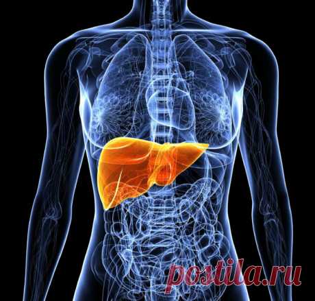 Расшифровка УЗИ печени | Гузель Евстигнеева | Яндекс Дзен