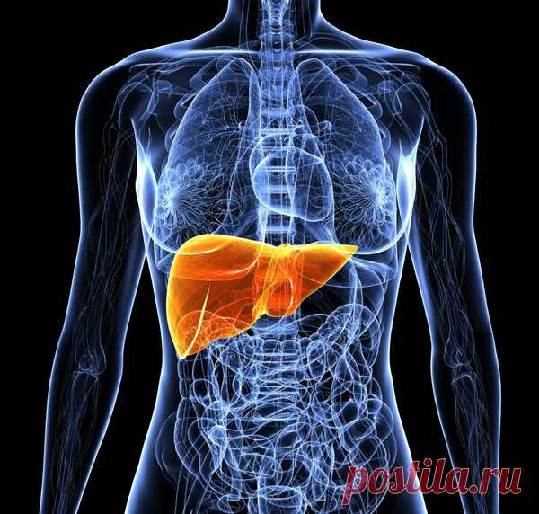 Расшифровка УЗИ печени | Гузель Евстигнеева | Яндекс Дзен