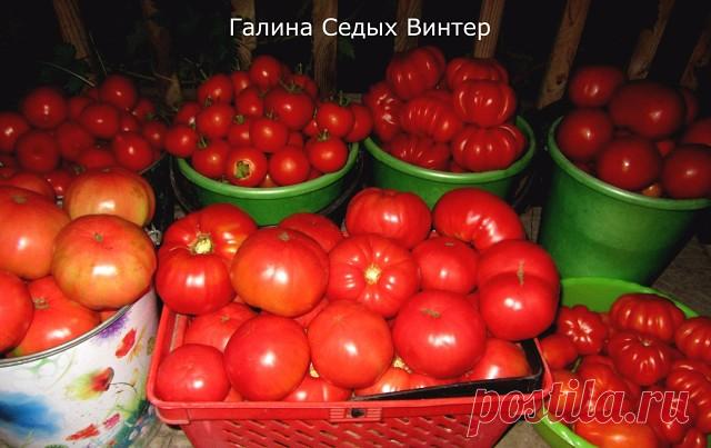 выращивание