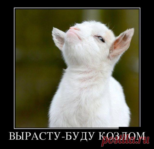 Демотиваторы (30 фото) » Триникси