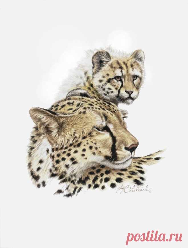 Кошачьи портреты Гая Коэлича - Искусство животных Гая Коэлича