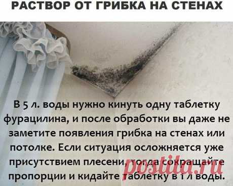 Борьба с грибком на стенах - Полезные советы на все случаи жизни