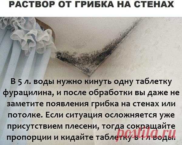Борьба с грибком на стенах - Полезные советы на все случаи жизни