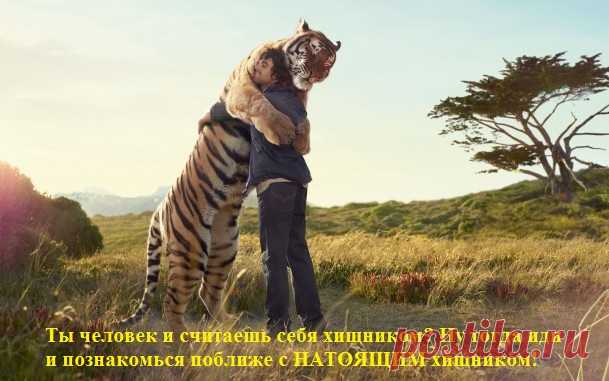 21 миф о вегетарианстве