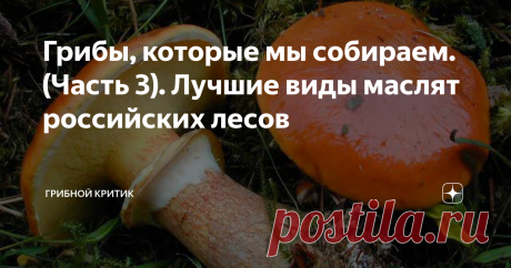 Грибы, которые мы собираем. (Часть 3). Лучшие виды маслят российских лесов Маслята... Эти грибы любят и собирают миллионы грибников в России. И многие из них уверены в том, что уж маслята они точно узнают в лесу и ни с чем не спутают. Всё это так, конечно же... Но не совсем!
В наших лесах учёные-микологи насчитывают более 30 различных видов маслят. И они очень разнятся между собой. Цвет кожицы на шляпках у этих грибов от почти белого  до шоколадно-бурого, а трубчатый
