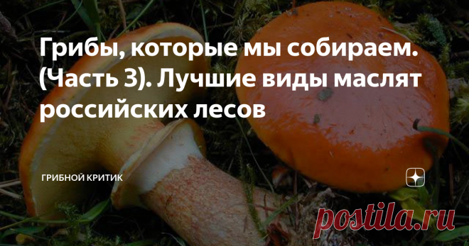 Грибы, которые мы собираем. (Часть 3). Лучшие виды маслят российских лесов Маслята... Эти грибы любят и собирают миллионы грибников в России. И многие из них уверены в том, что уж маслята они точно узнают в лесу и ни с чем не спутают. Всё это так, конечно же... Но не совсем!
В наших лесах учёные-микологи насчитывают более 30 различных видов маслят. И они очень разнятся между собой. Цвет кожицы на шляпках у этих грибов от почти белого  до шоколадно-бурого, а трубчатый