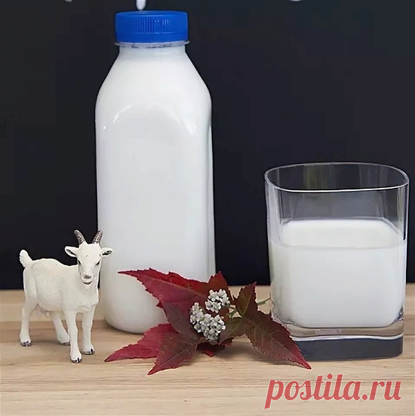 Кефир из козьего молока

Такой прекрасный кисломолочный продукт, как кефир из козьего молока, гораздо полезнее других подобных напитков по тому влиянию, которое он оказывает на желудочно-кишечный тракт. Другое его, не менее полезное свойство, оценят те люди, которые следят за фигурой, ведь кефир - это диетический напиток, нежирный и низкокалорийный, который к тому же хорошо очищает организм от шлаков и токсинов.
Показать полностью…