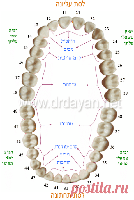 מספרי שיניים - שיטת מספור