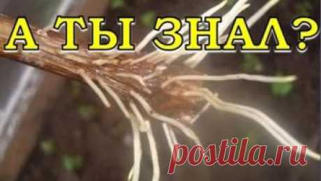 Натуральные стимуляторы роста КОРНЕЙ