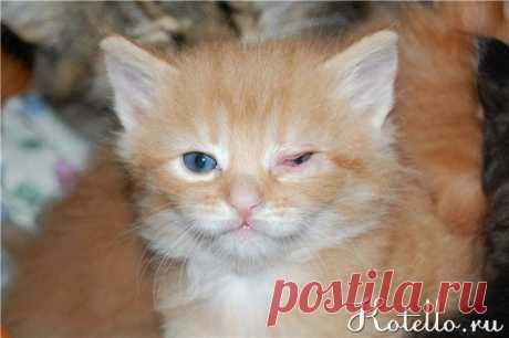 Почему у котенка гноятся глаза