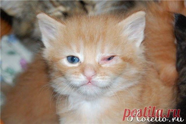 Почему у котенка гноятся глаза