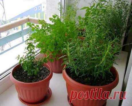 Выращивание розмарина из семян в домашних условиях - подробная инструкция!
