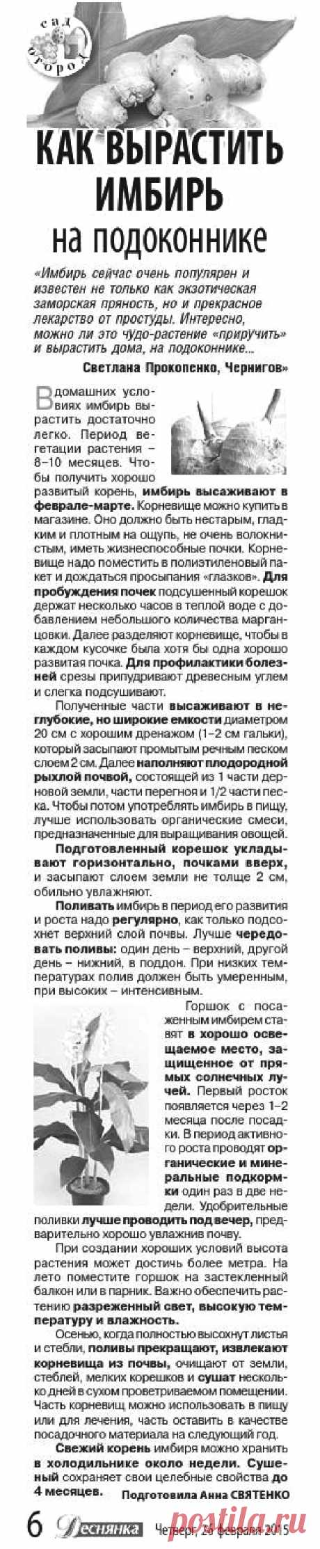 Как вырастить имбирь на подоконнике