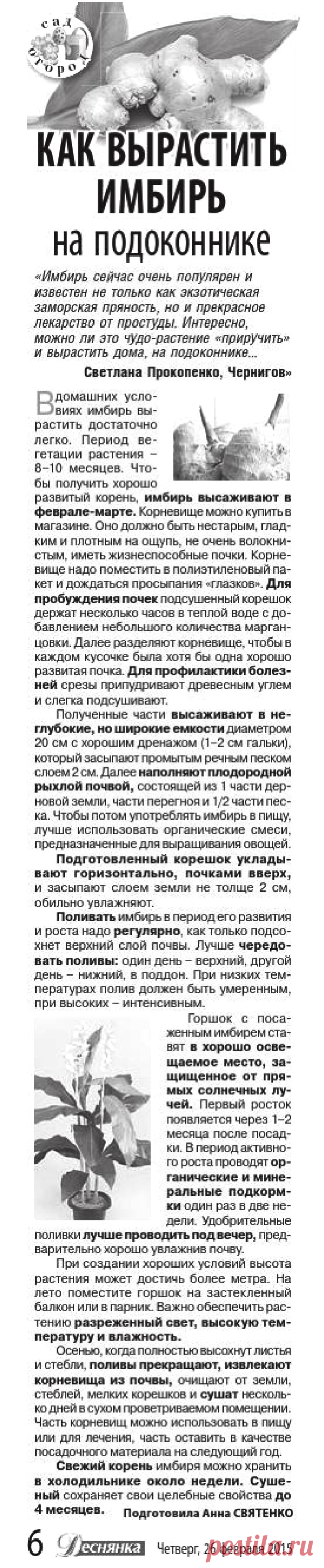 Как вырастить имбирь на подоконнике