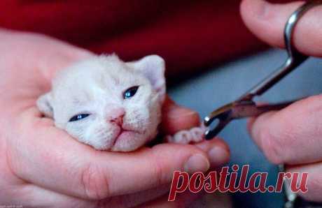 Котэлло.ру - интернет журнал про котов и кошек.