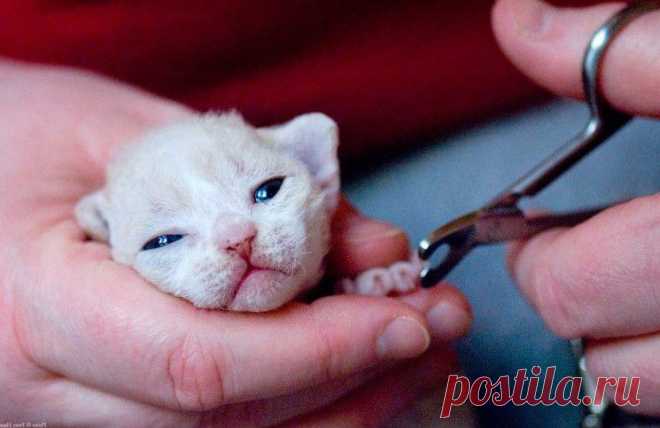 Котэлло.ру - интернет журнал про котов и кошек.