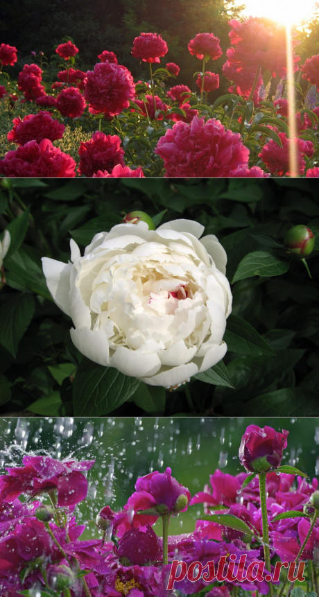 КАК УХАЖИВАТЬ ЗА ПИОНАМИ