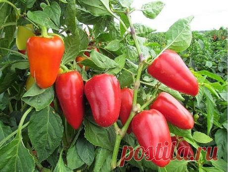 Перца много не бывает! Особенно, когда знаешь, как его правильно выращивать:

1. Если на растениях перца в начале лета завязалось несколько плодов и после этого прекратилось цветение, то данные плоды необходимо отщипнуть. После такой процедуры наши растения цвести начнут с удвоенной энергией, а к концу сезона дадут нам просто грандиозный урожай.

2. Корни перца любят приток воздуха, который можно обеспечить частым рыхлением почвы и не допусканием образования почвенной корк...