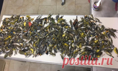 Около 400 птиц пролетели сотни километров лишь для того, чтобы врезаться в высотное здание и погибнуть.