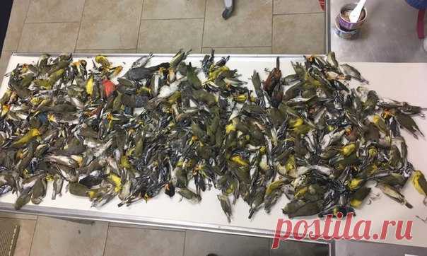 Около 400 птиц пролетели сотни километров лишь для того, чтобы врезаться в высотное здание и погибнуть.