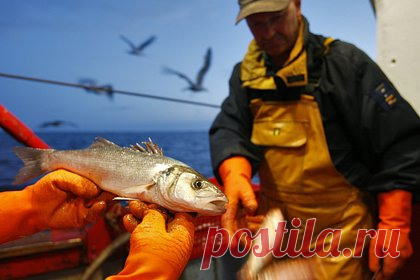 Способного кусать людей окуня обнаружили в Балтийском море. У берегов Финляндии в районе Турку обнаружили солнечного окуня, который способен укусить проплывающего рядом человека для защиты своих нерестовых нор. Этот вид является чужеродным и может представлять угрозу для местной среды: как для растений, так и рыб. Жителей страны просят сообщать об обнаружении чужаков.