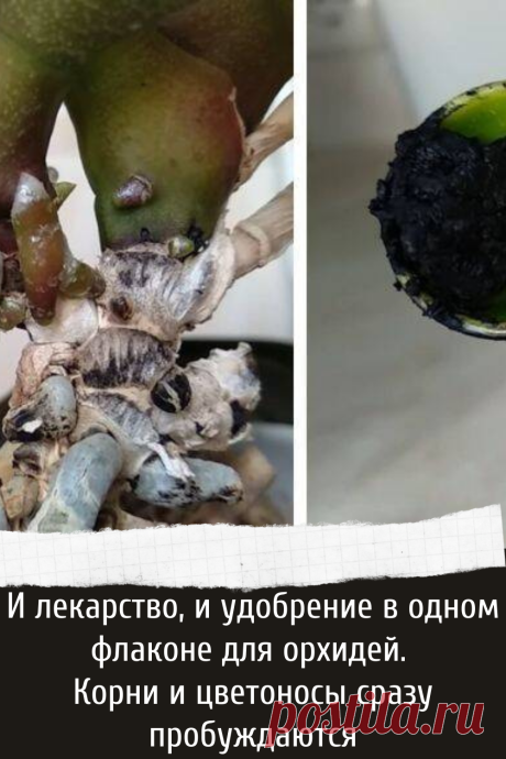 Отличная подкормка и лекарство для орхидей