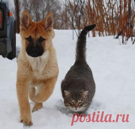 Забавные фото дружбы собак и кошек