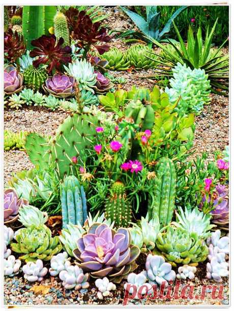 Кактусы в парке